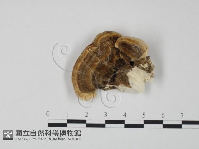 登錄號:F0017634藏品圖，第3張