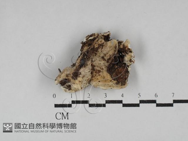 寡孔菌屬藏品圖，第3張