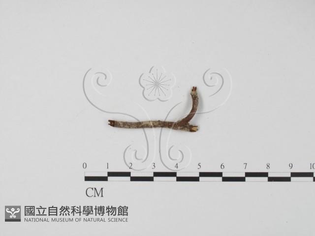登錄號:F0019634藏品圖，第3張