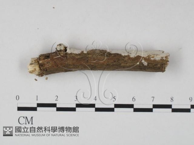 登錄號:F0023634藏品圖，第3張