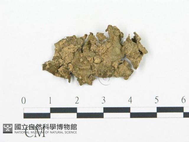 登錄號:F0020434藏品圖，第3張