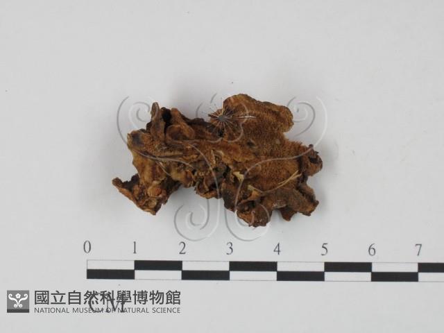 登錄號:F0000434藏品圖，第1張