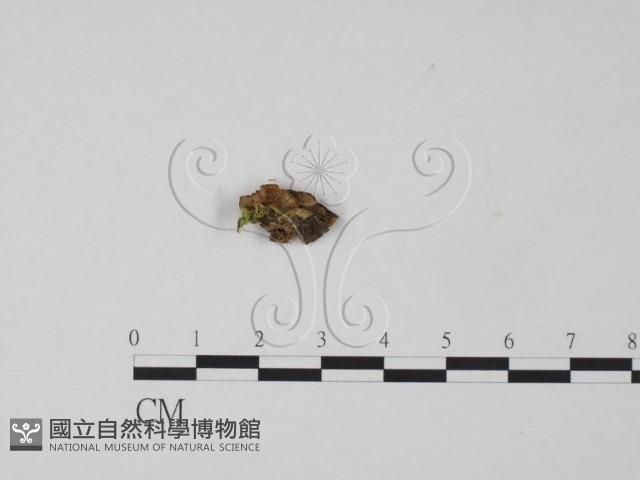 韌革菌屬藏品圖，第3張