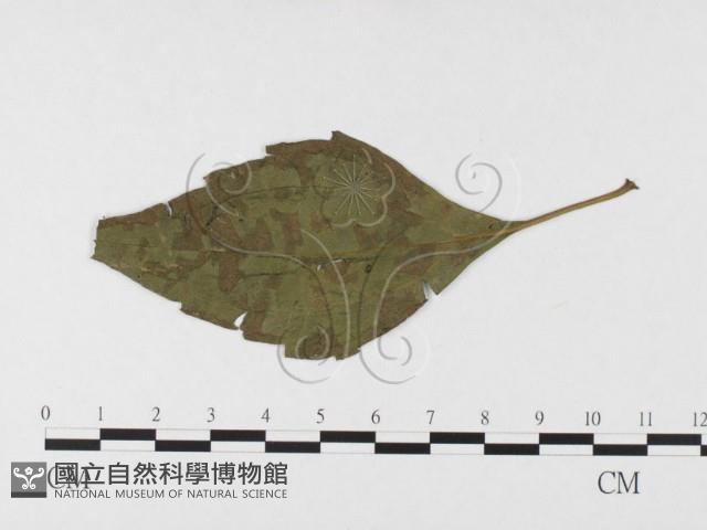 登錄號:F0026434藏品圖，第1張