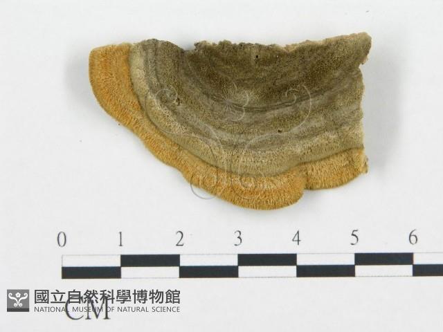 登錄號:F0006434藏品圖，第3張