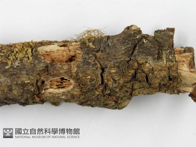 登錄號:F0001434藏品圖，第3張