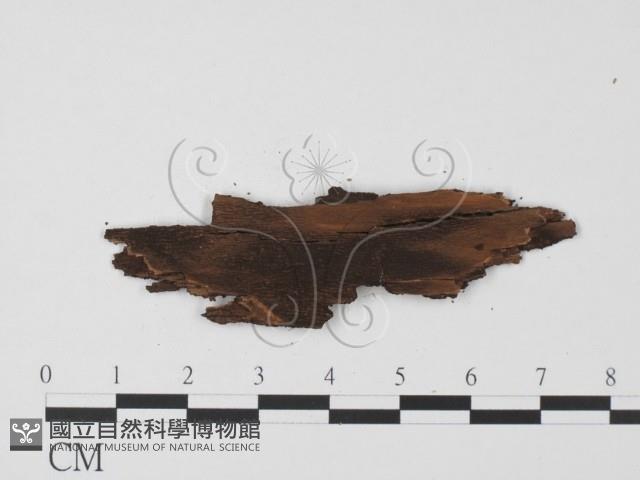 登錄號:F0011434藏品圖，第3張