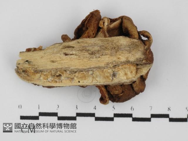糙皮側耳藏品圖，第3張