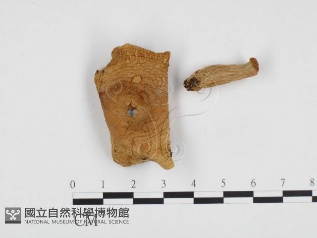 紅菇屬藏品圖，第3張