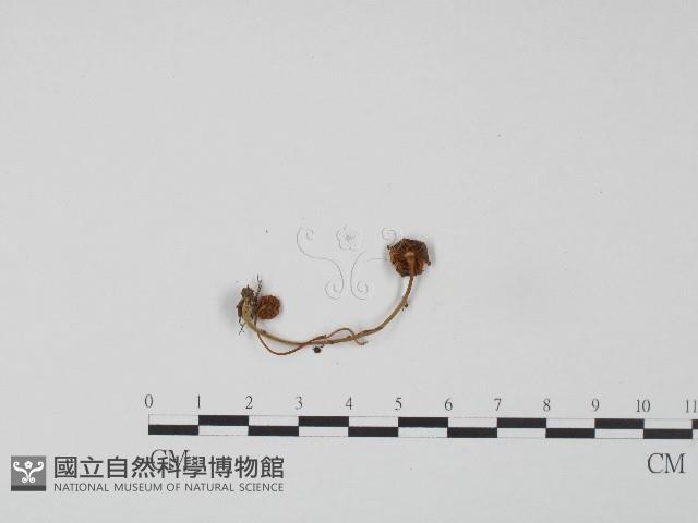 登錄號:F0004434藏品圖，第3張