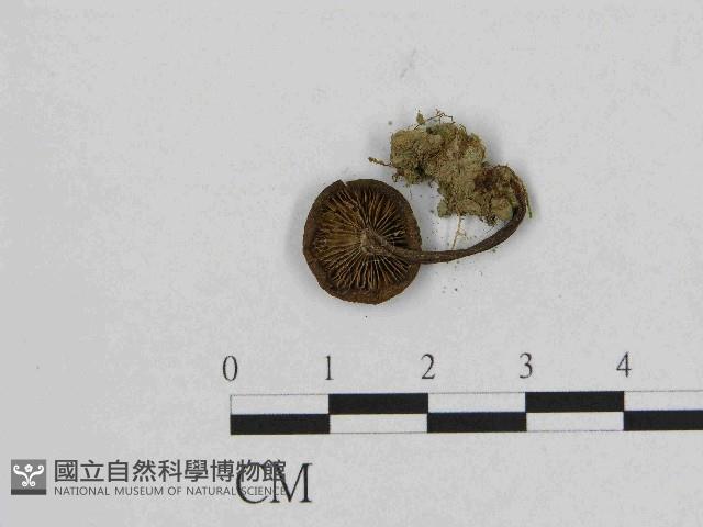 登錄號:F0014434藏品圖，第3張