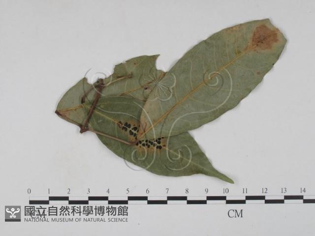 登錄號:F0022434藏品圖，第3張