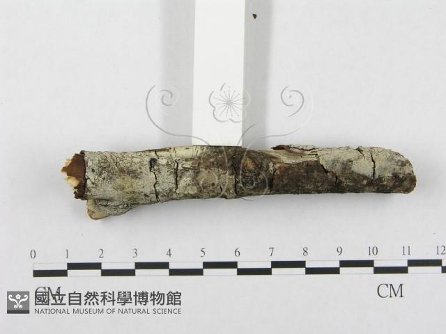 登錄號:F0002434藏品圖，第3張