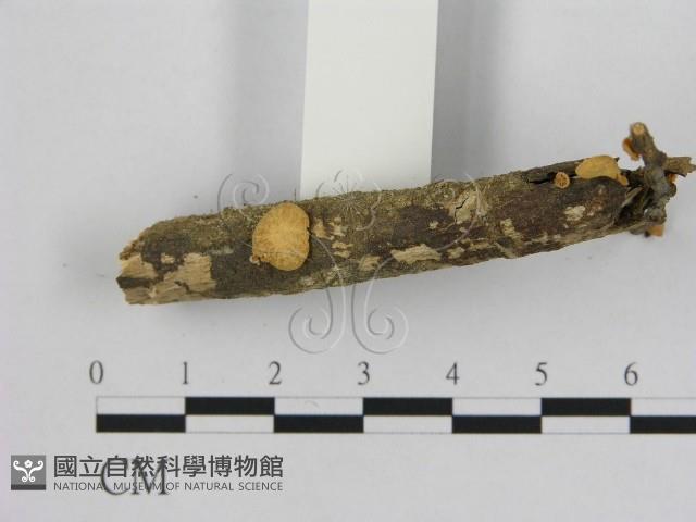 小皮傘屬藏品圖，第3張