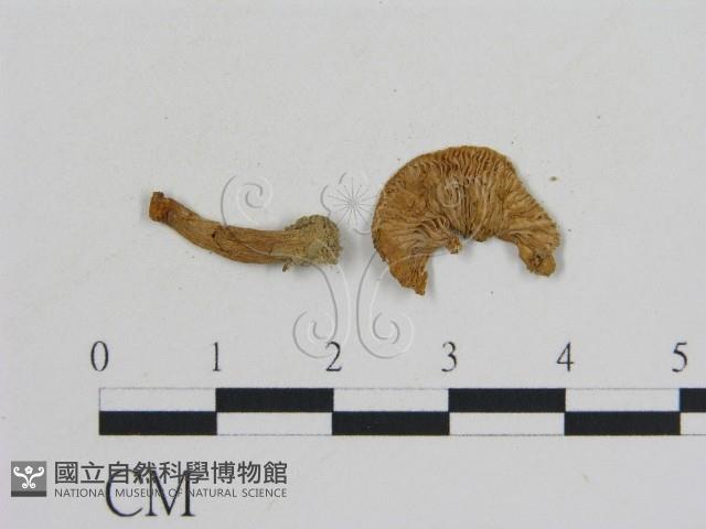 乳菇屬藏品圖，第3張