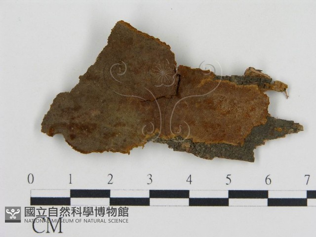 登錄號:F0017434藏品圖，第1張