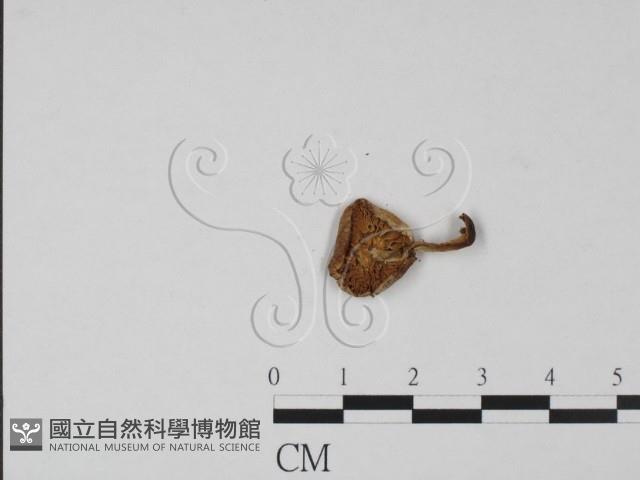 登錄號:F0015434藏品圖，第3張