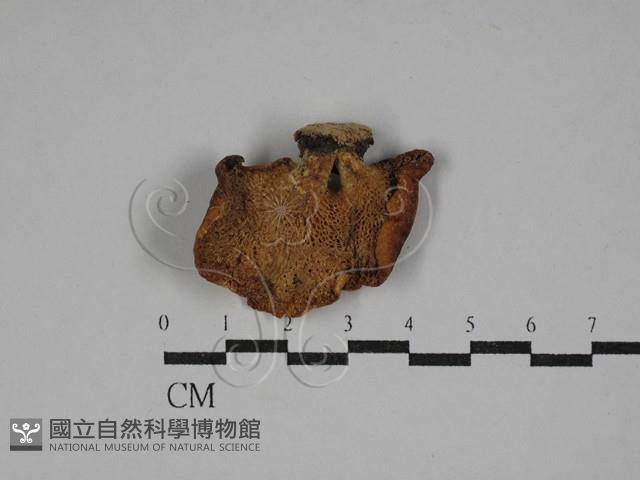 多孔菌屬藏品圖，第3張