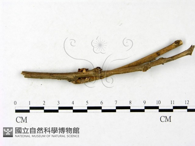 登錄號:F0023434藏品圖，第3張