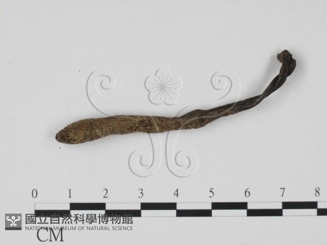 炭角菌屬藏品圖，第3張
