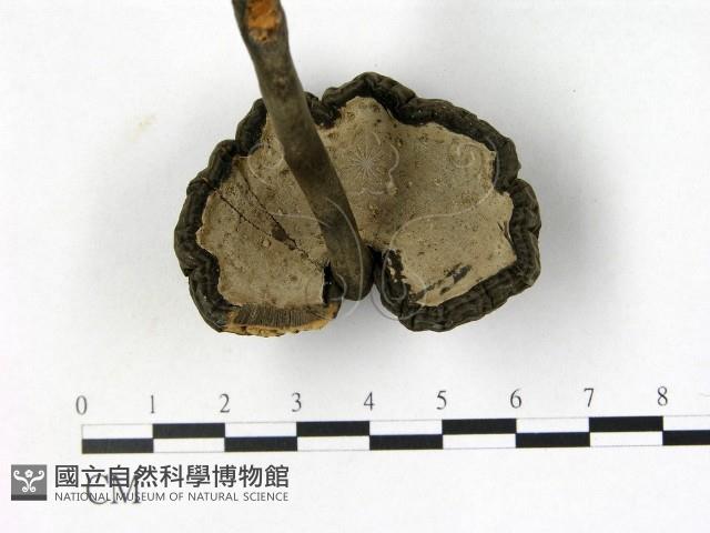 登錄號:F0013434藏品圖，第3張