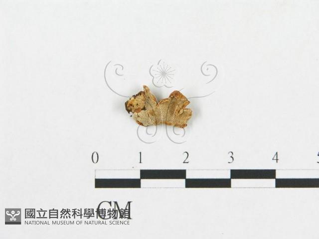 多孔菌屬藏品圖，第3張