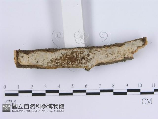 登錄號:F0018734藏品圖，第3張
