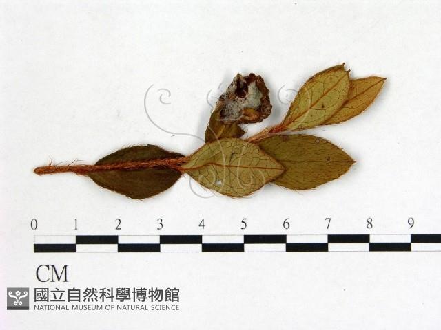 登錄號:F0020734藏品圖，第3張