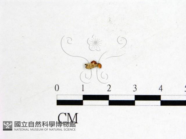 登錄號:F0000734藏品圖，第3張
