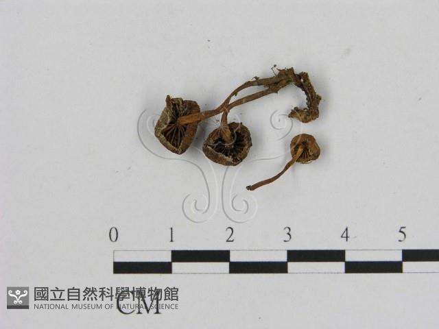 小菇屬藏品圖，第3張