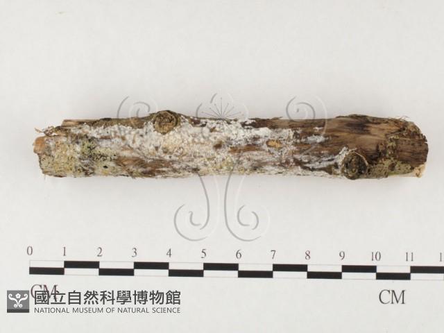 射脈菌屬藏品圖，第3張