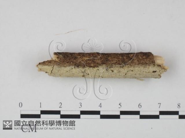登錄號:F0021734藏品圖，第3張