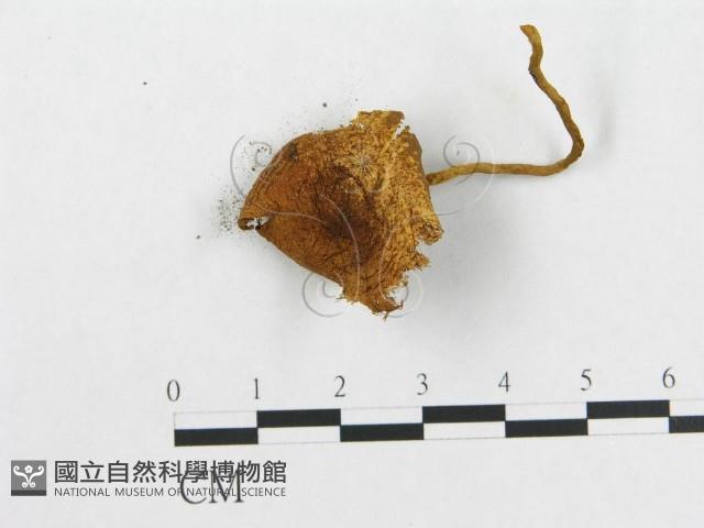 登錄號:F0001734藏品圖，第3張