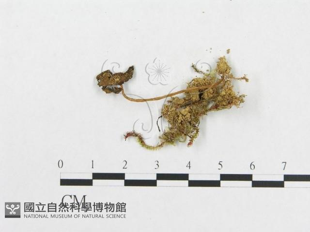 登錄號:F0004734藏品圖，第3張