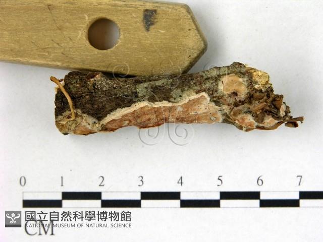 登錄號:F0022734藏品圖，第3張