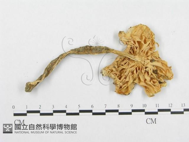 登錄號:F0012734藏品圖，第3張