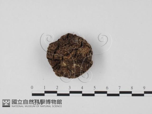 紫色禿馬勃藏品圖，第3張