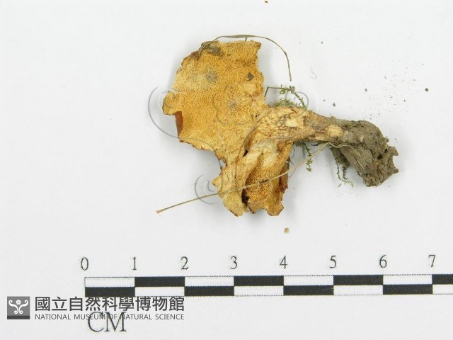 登錄號:F0005734藏品圖，第3張