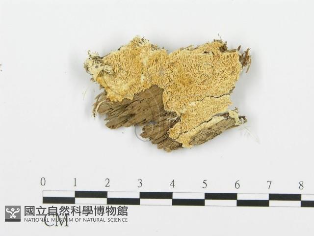 登錄號:F0015734藏品圖，第1張