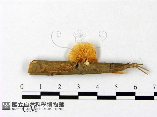 登錄號:F0009734藏品圖，第3張