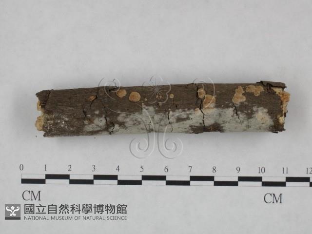 冇骨消絲齒菌藏品圖，第3張