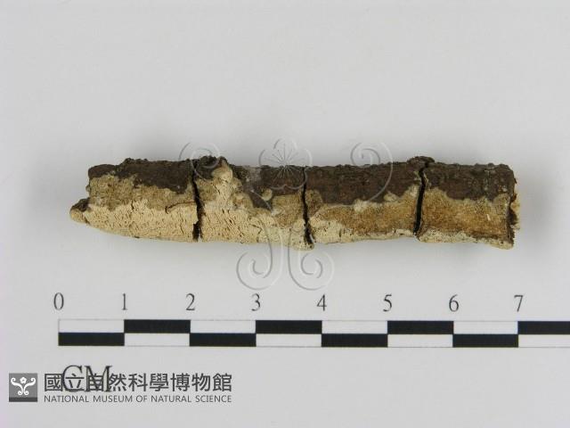 登錄號:F0013734藏品圖，第3張