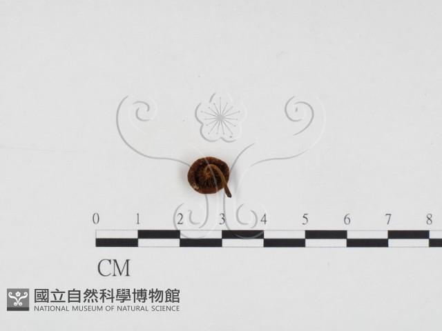 登錄號:F0008534藏品圖，第3張