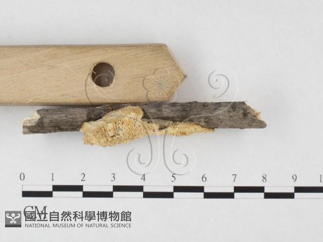 登錄號:F0026534藏品圖，第3張