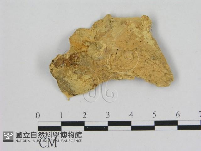 登錄號:F0006534藏品圖，第3張