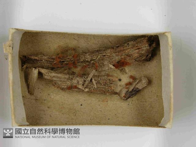 登錄號:F0021534藏品圖，第3張