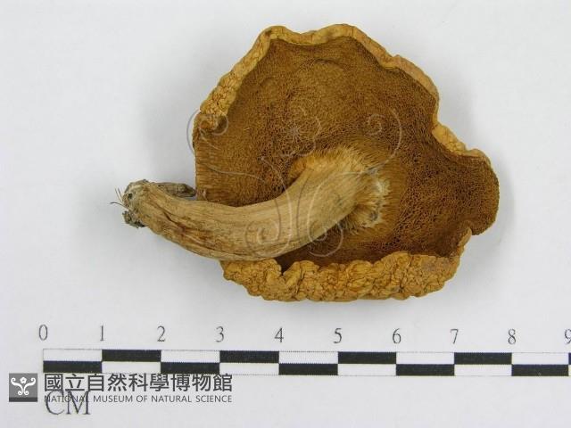 登錄號:F0014534藏品圖，第3張