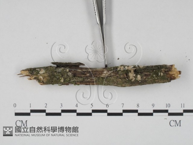 登錄號:F0022534藏品圖，第3張