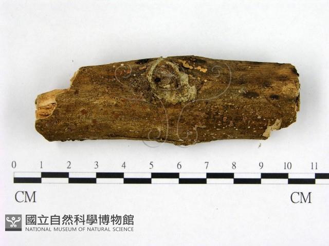 花耳屬藏品圖，第3張