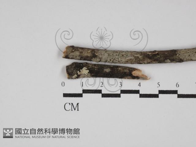 登錄號:F0025534藏品圖，第3張